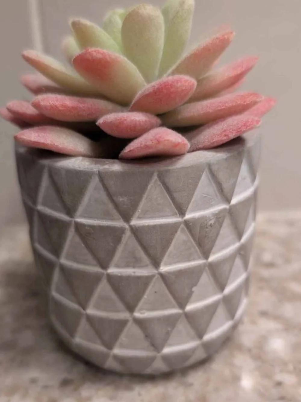 Modern Pink & Cream Faux Succulent in Textured Gray Planter